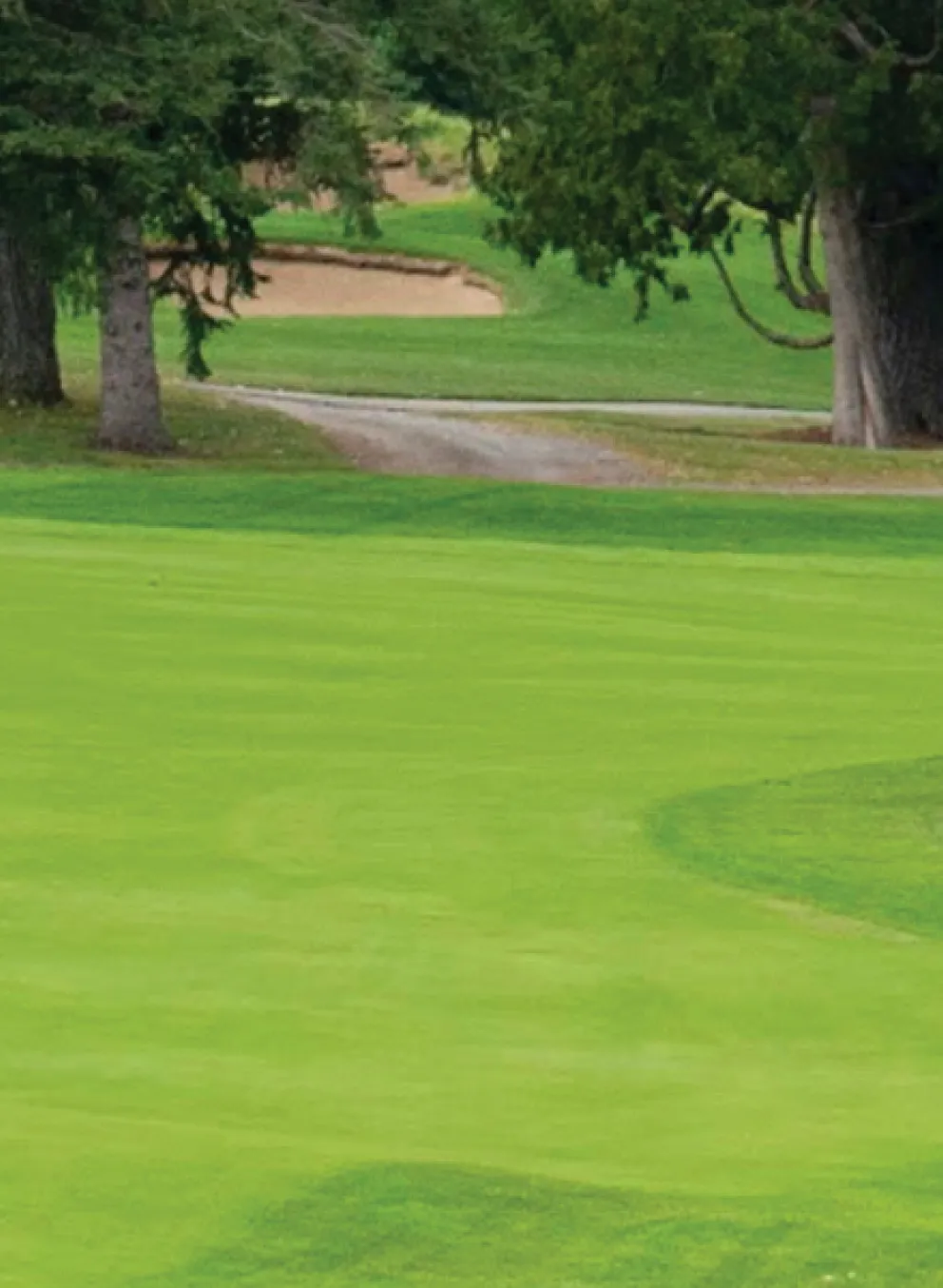 A golf green surrounded by trees.