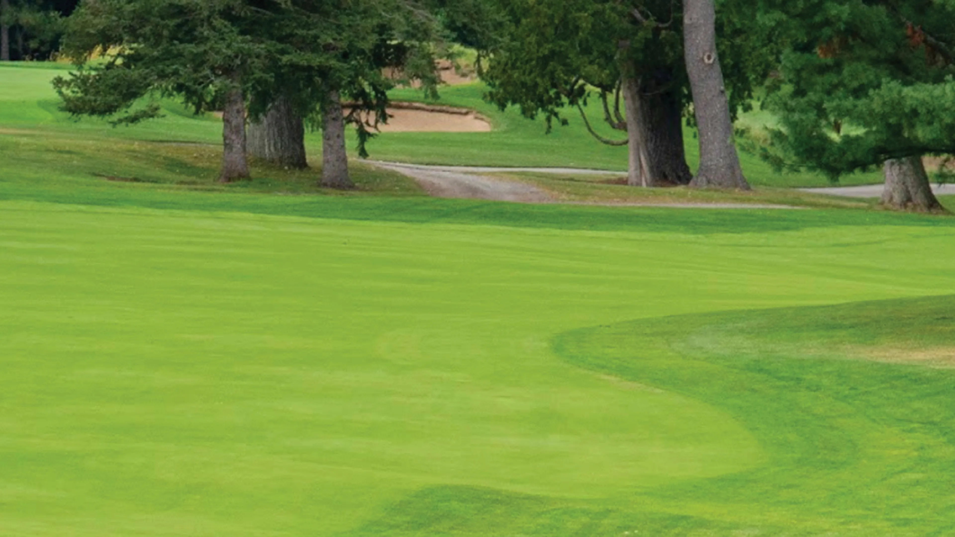 A golf green surrounded by trees.